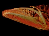 [german]Fischlarve[/german][english]fish larva[/english]